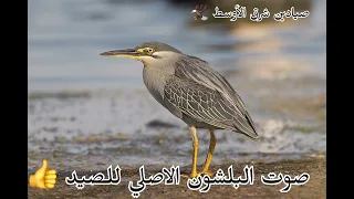 صوت البلشون الاصلي للصيد   دندنها