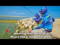Download Lagu Mancing ikan Belanak di Muara pakai umpan seperti ini di Jamin Gacor Download Lagu Mancing ikan Belanak di Muara pakai umpan seperti ini di Jamin Gacor