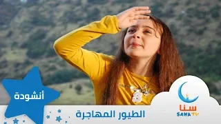 الطيور المهاجرة   قناة سنا         دندنها