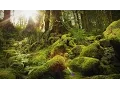 Download Lagu Nature Therapy: Relaxing Full Motion Forestry with Natural Sounds