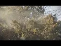 VERIFY Does the sex of a tree make a difference in how much pollen it gives off KVUE