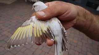 اجمل طفرات طائر الحسون مع عبدالرحمن شريف من المانيا 