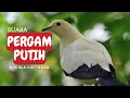 Download Lagu Suara Burung Pergam Putih