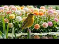 Ranunculus Waterside 🌸 3 Hours Relaxing Piano, Water Sounds & Birdsong for Deep Sleep & Calm (2026)