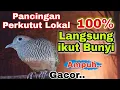 Download Lagu perkutut lokal alam gacor masteran pikat dan pancingan