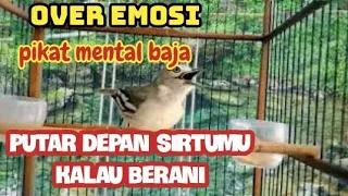 sirtu pikat gacor fighter over emosi bikin semua lawan yang mendengar ketar ketir