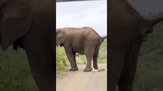 Yes, that is an elephant… yes, he may be going to the bathroom 🐘 #sailingfamily #safari