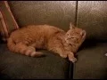 Early Edition s01e19 Chuck speaks Japanese