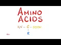 Amino Acids - What is their structure