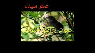 صوت دخل شحيم للصيد    صوت دبسي وعفري للصيد   صوت زرادي   لبودي للصيد دندنها