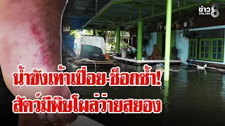 หนองจอก-องครักษ์อ่วมหนัก! ทนแช่น้ำพิษจนเท้าเปื่อย-รร.จมบาดาลคอมฯพังยับสูญนับล้าน |ลุยชนข่าว|14ต.ค.69
