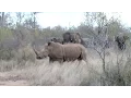 Rhino Meets a Herd of Elephants - Garonga