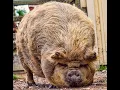 HIDDEN PORK INGREDIENTS IN OUR FOOD