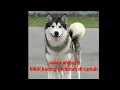 Download Lagu suara anjing |pengusir kucing di rumah secara permanen.