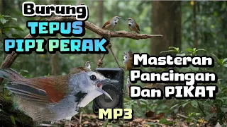 burung tepus pipi perak download mp3 masteran pancingan dan pikat