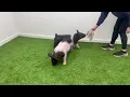 Mortensen Showpigs 37-6 XG