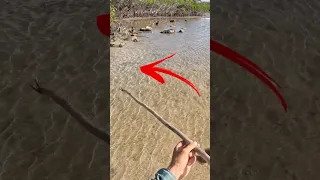 Island Survival with Traditional Hand Spear 🔱