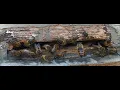 Honey bee - Abeja de la miel