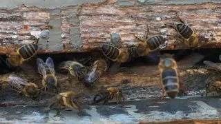 Honey bee - Abeja de la miel