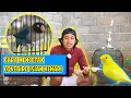 Lagu CARA MENCETAK LOVEBIRD ISIAN KENARI