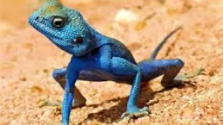 سحالي العجمه الزرقاء 