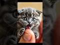 Download Lagu This cat is very small and cute. #shorts #cat #catvideos #cats #viral #viralvideo