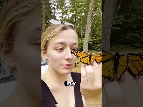 She was trapped in my headlight, now she's free 🦋✨