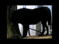 Marduk - Wolves