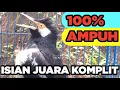 Download Lagu JALAK SUREN GACOR paling AMPUH buat MASTERAN BURUNG JALAK MUDA agar cepat Gacor FULL ISIAN