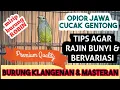 Download Lagu CARA MERAWAT OPIOR JAWA AGAR CEPAT GACOR