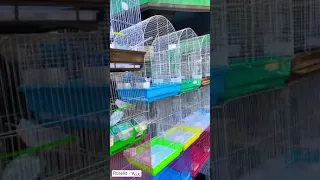 انواع مختلفه من اقفاص الطيور في سوق الغزل دندنها