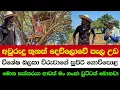 Lagu Special Forces Soldier Builds an Amazing Farm | 3 YEARS IN A TREE HOUSE