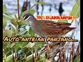 Download Lagu Mp3 Suara pikat burung tikusan||paling ampuh