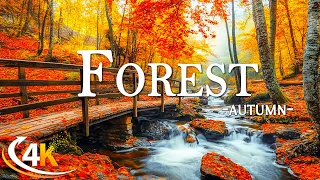 Enchanting Autumn Forests with Beautiful Piano Music🍁4K Autumn Ambience & Fall Foliage🍁4K Video UHD