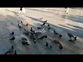 THEY ARE MORE  PIGEONS AGAIN SMILE 
