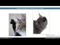 Audit of Animal Services - Training 6