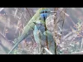 Bird Sounds - Relaxing Nature Sounds for Studying, Birdsong Relaxation, Bird Singing
