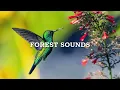 Download Lagu Bird Sounds - Relaxing Nature Sounds for Studying, Birdsong Relaxation, Bird Singing