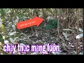 Download Lagu Lần Đầu Tiên Trong Đời Bẫy Chim Quốc Gặp Cảnh Tượng Có Một Không Hai # SĂN BẮT ĐỒNG THÁP #