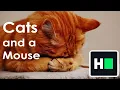 HackerRank - Cats and a Mouse One-line Solution Explained C