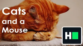 HackerRank - Cats and a Mouse One-line Solution Explained C