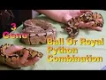 Fire Bee Ball Python 3 Gene Morph with The Deadly Tarantula Girl