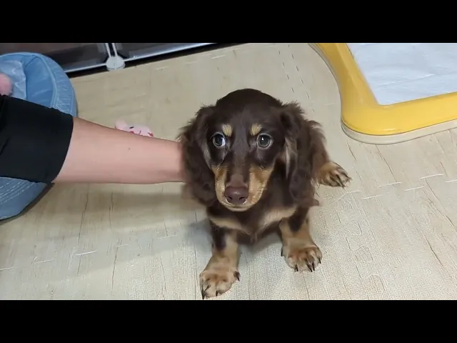 動画