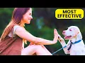 What Actually Is Positive Reinforcement Dog Training