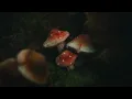 frog (concert version) - cavetown (lyrics)