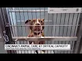 Cincinnati Animal CARE running adoption promotion as shelter remains critically full