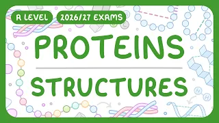 A-Level Biology - Proteins Structures