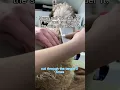 Lagu How to remove those knots! #lovemud #doggroomingtips #dogs #howto #doglover #howtogroomadog