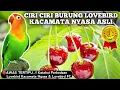 Download Lagu CIRI CIRI LOVEBIRD KACAMATA NYASA ASLI 🔴 Perbedaan lovebird nyasa dan Lovebird Fischeri FC