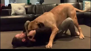 Playing with a Boerboel 